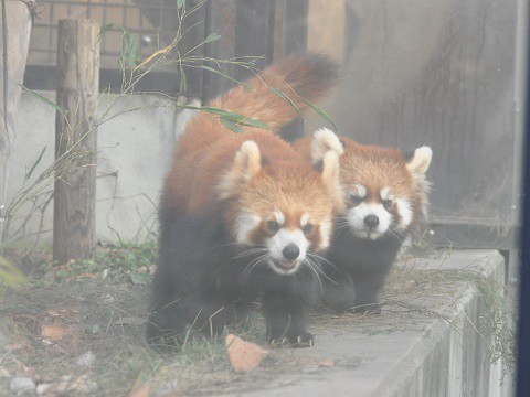 11月3日　旭山動物園　夏期営業最終日　レッサーパンダたち