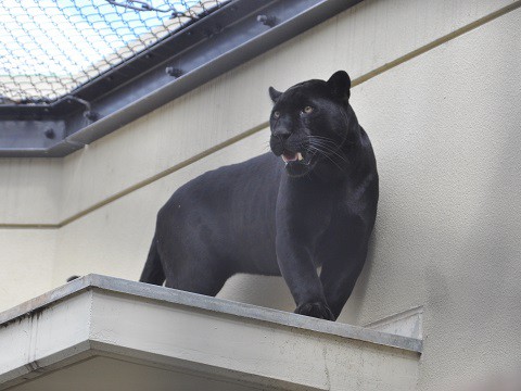 2015年9月　京都市動物園　もうじゅうワールド　その1