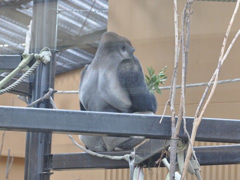 2015年9月　京都市動物園　ニシゴリラ親子