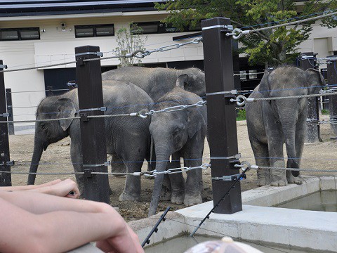 2015年9月　京都市動物園　ゾウの森のアジアゾウ達