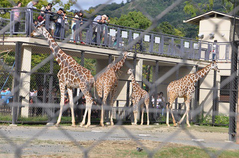 2015年9月　京都市動物園　アミメキリンとグレビーシマウマ