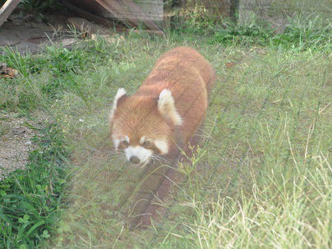 2015年9月　京都市動物園　レッサーパンダ