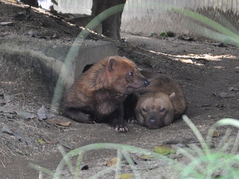 2015年9月　京都市動物園　ヤブイヌ