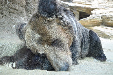 2015年9月　関西旅行5日目　クマとネコたち