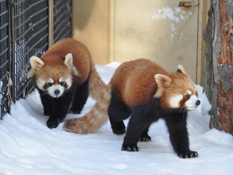 1月16日　旭山動物園　レッサーパンダ　主にユーユーとガオガオ