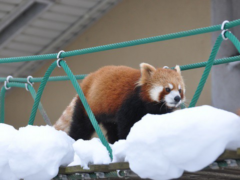 1月26日　旭山動物園　レッサーパンダ　主に右側の親子