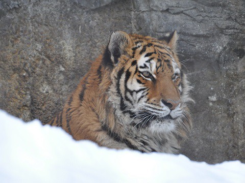 2月9日　旭山動物園　アムールトラ　のん