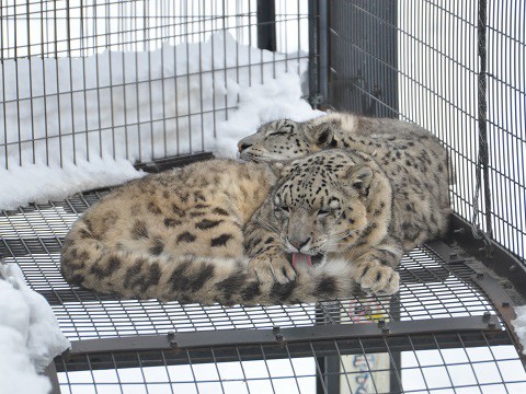 2月9日　旭山動物園　もうじゅう館の仲間たち