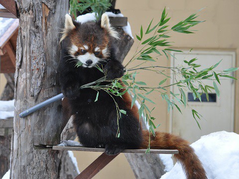 2月9日　旭山動物園　レッサーパンダ　ノノ・栃の一家