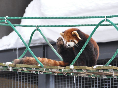 2月9日　旭山動物園　レッサーパンダ　チャーミン・渝渝と息子の縞縞