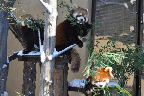 ちょっとだけ懐かしい・・・2015年12月22日　旭山動物園　レッサーパンダ2