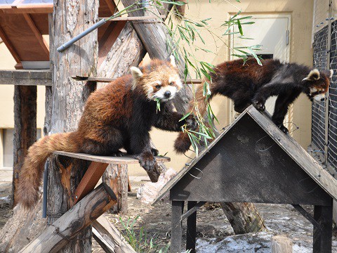 4月5日　旭山動物園　レッサーパンダ　友友どうしちゃったの???