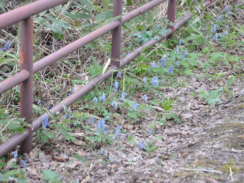 5月6日　滝上町　錦仙峡のコブシと野草など