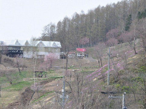 5月10日　滝上町　今日の芝ざくら滝上公園2016・・・7