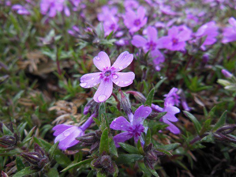 5月11日　滝上町　今日の芝ざくら滝上公園2016・・・8