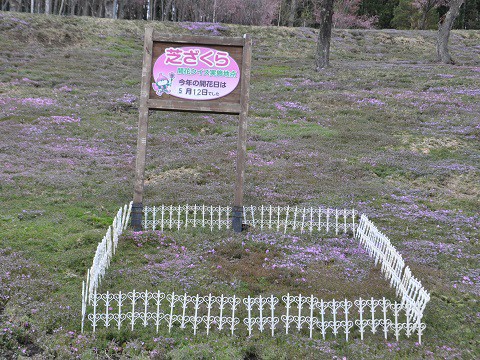 5月12日　今日の芝ざくら滝上公園2016・・・9　開花宣言!!