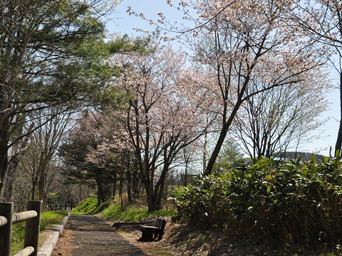 5月13日　滝上町　渚滑川渓谷遊歩道「錦仙峡」に咲く花々