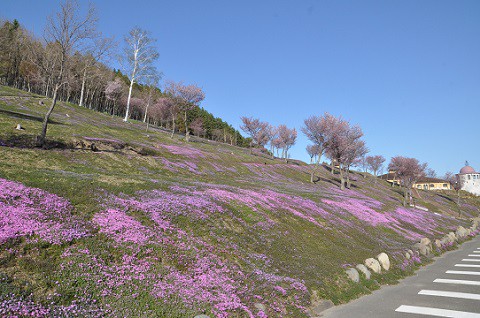 5月13日　滝上町　今日の芝ざくら滝上公園2016・・・10