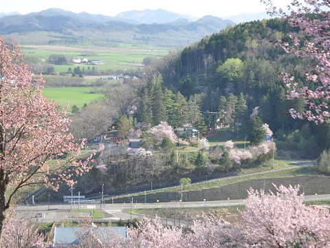 5月13日　滝上町　滝上神社の桜を見に行きました。