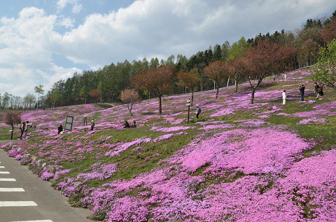 5月17日　滝上町　今日の芝ざくら滝上公園2016・・・12