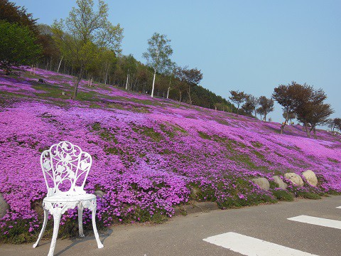 5月19日　滝上町　今日の芝ざくら滝上公園2016・・・13