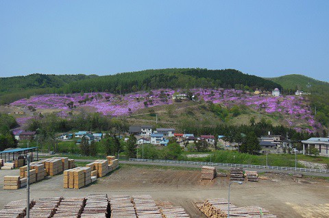 5月20日　滝上町　今日の芝ざくら滝上公園2016・・・14