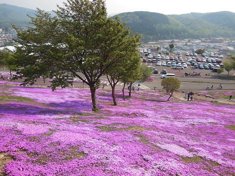 5月21日　滝上町　今日の芝ざくら滝上公園2016・・・15