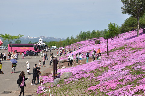 5月22日　滝上町　今日の芝ざくら滝上公園2016・・・16