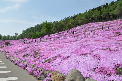 5月23日　滝上町　今日の芝ざくら滝上公園2016・・・17