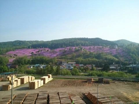 5月24日 滝上町 今日の芝ざくら滝上公園2016・・・18