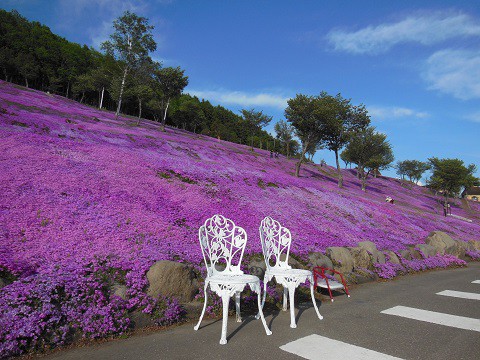 5月25日　滝上町　今日の芝ざくら滝上公園2016・・・19