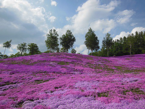 5月26日　滝上町　今日の芝ざくら滝上公園2016・・・20