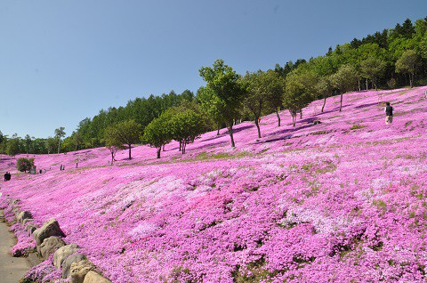 5月27日　芝ざくら滝上公園・・・21　遊覧飛行ヘリに乗りました