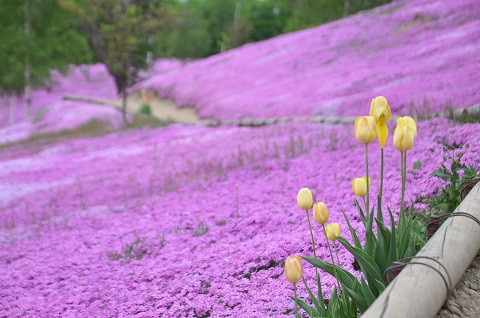 5月29日　滝上町　今日に芝ざくら滝上公園・・・23　芝ざくら編