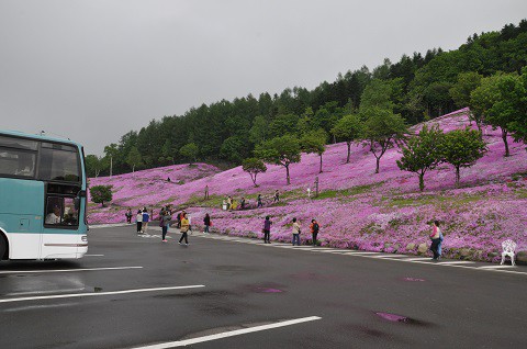 5月31日　滝上町　今日の芝ざくら滝上公園2016・・・24