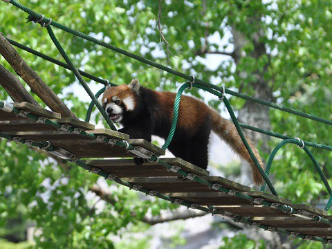 5月24日　旭山動物園　レッサーパンダ　その1