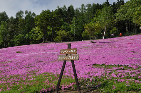 6月3日　滝上町　今日の芝ざくら滝上公園2016・・・25