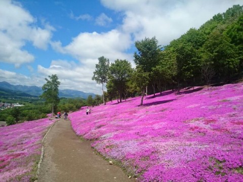 6月5日 滝上町 今日の芝ざくら滝上公園2016・・・現地から