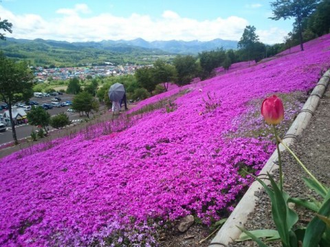 6月5日 滝上町 今日の芝ざくら滝上公園2016・・・現地から2