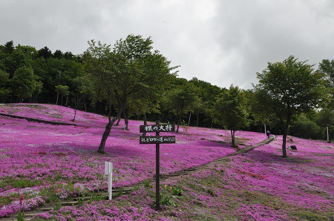 6月5日　滝上町　今日の芝ざくら滝上公園2016・・・26　その1