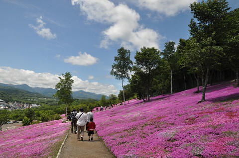 6月5日　滝上町　今日に芝ざくら滝上公園2016・・・26　その2