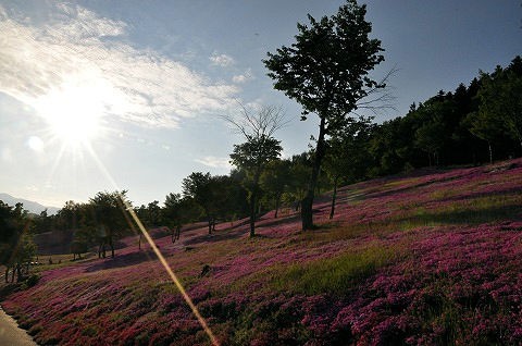 6月5日　滝上町　芝ざくら滝上公園2016・・・おまつり期間終了