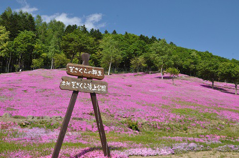 6月6日　今日の芝ざくら滝上公園・・・27　今日から無料開放