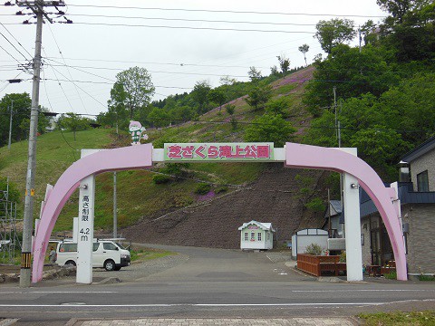 6月8日　滝上町　今日の芝ざくら滝上公園2016・・・28