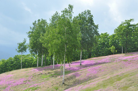 6月10日　滝上町　今日の芝ざくら滝上公園2016・・・29