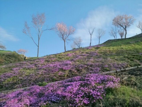 5月5日 滝上町 今日の芝ざくら滝上公園2017・・・3