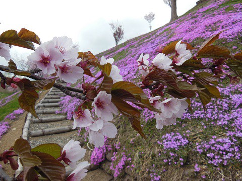 5月8日　滝上町　今日の芝ざくら滝上公園2017・・・4