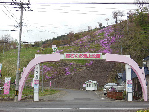 5月11日　滝上町　今日の芝ざくら滝上公園2017・・・5