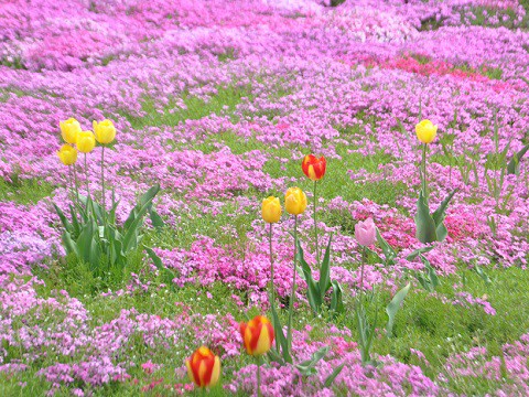 5月26日　滝上町　今日の芝ざくら滝上公園2017・・・11