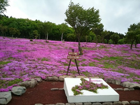 5月28日 滝上町 今朝の芝ざくら滝上公園2017・・・取り急ぎ